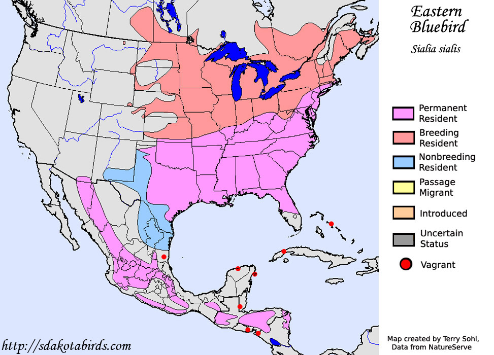 Eastern Bluebird Species Range Map