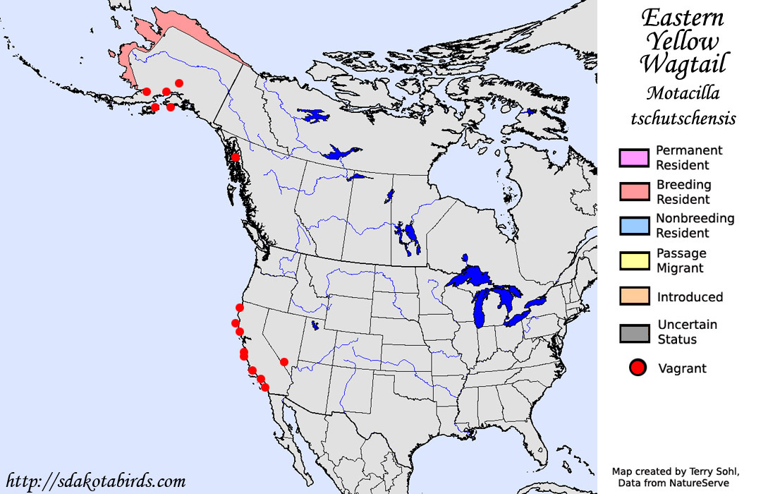 Eastern Yellow Wagtail - North American Range Map