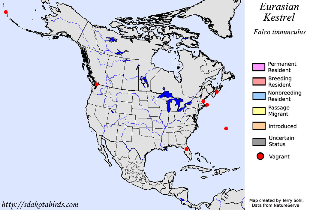 Eurasian Kestrel - North American Range Map
