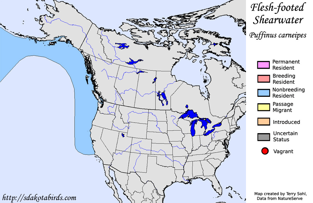 Flesh-footed Shearwater - North American Range Map