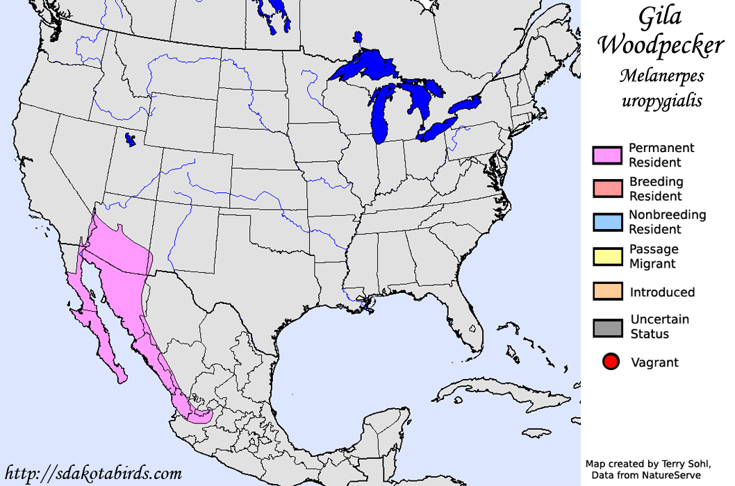 Gila Woodpecker - North American Range Map
