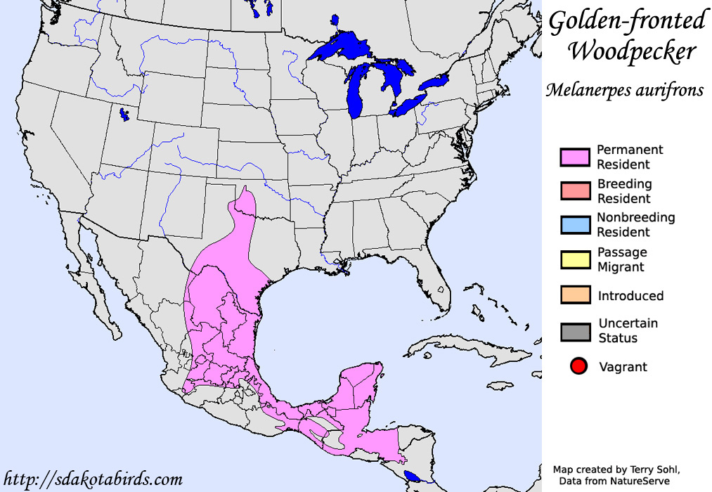 Golden-fronted Woodpecker - North American Range Map