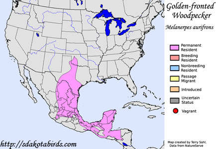 Golden-fronted Woodpecker - Range Map