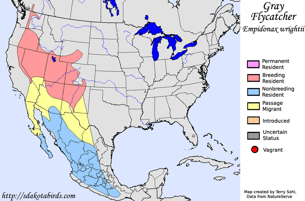 Gray Flycatcher - North American Range Map