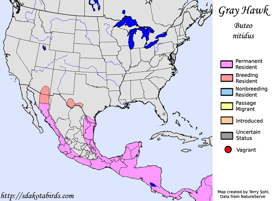 Gray Hawk - North American Range Map