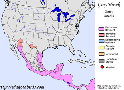 Gray Hawk - Range Map