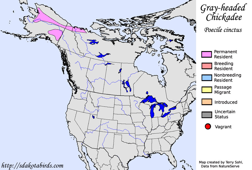 Gray Headed Chickadee Map Large 