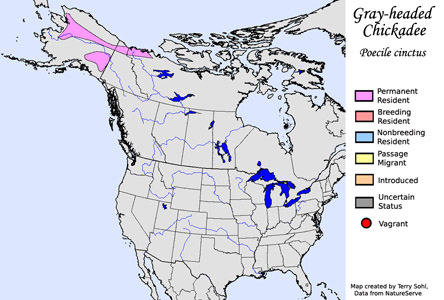 Gray-headed Chickadee - Range Map