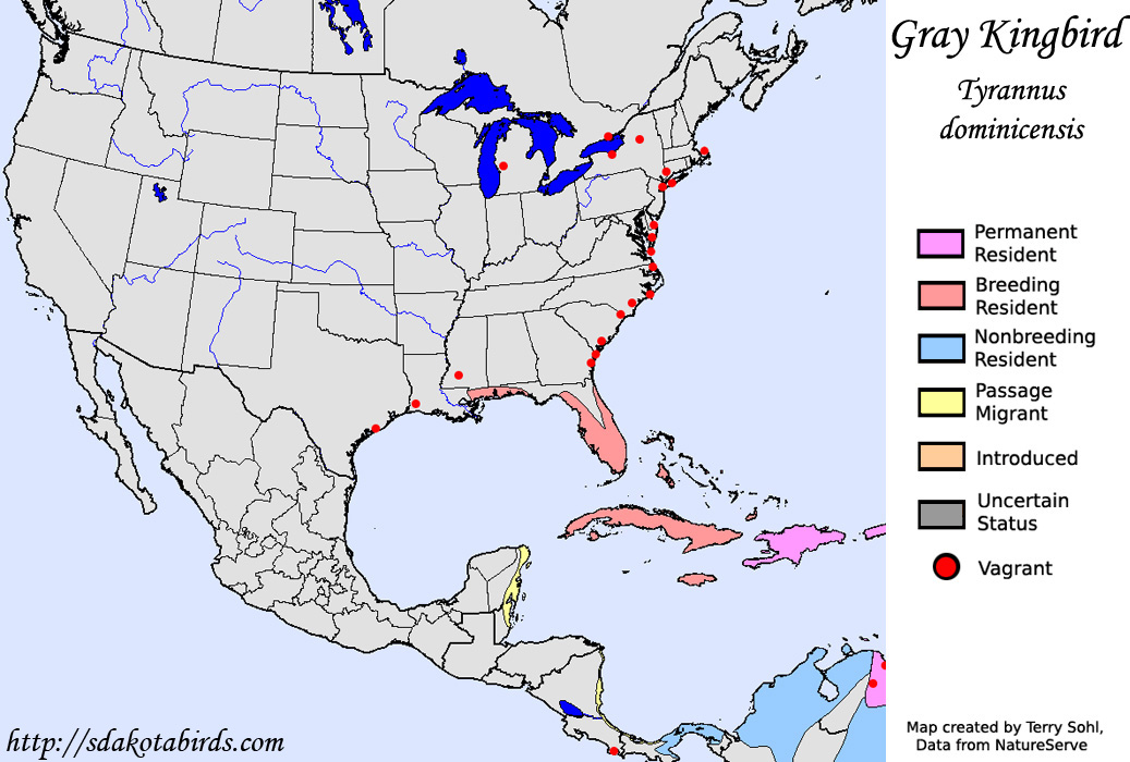 Gray Kingbird - North American Range Map