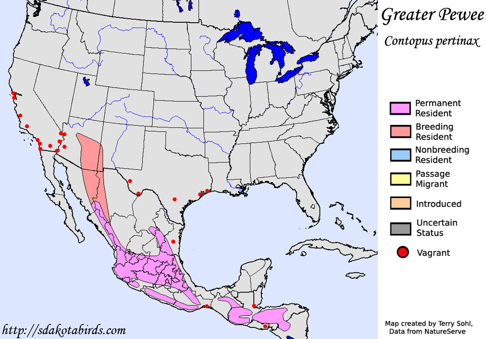 Greater Pewee - North American Range Map