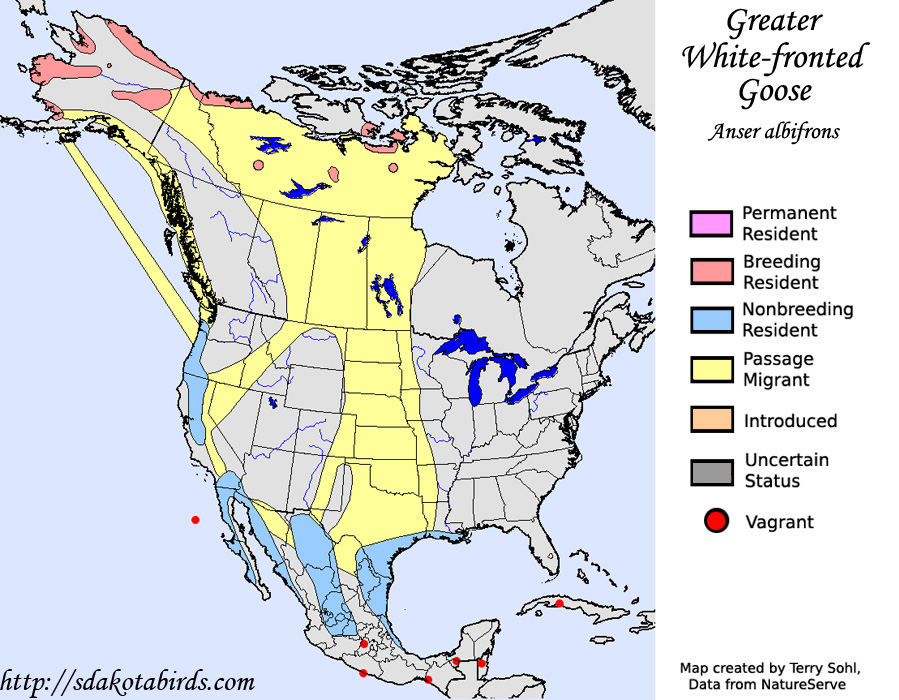 Greater White-fronted Goose - Range Map