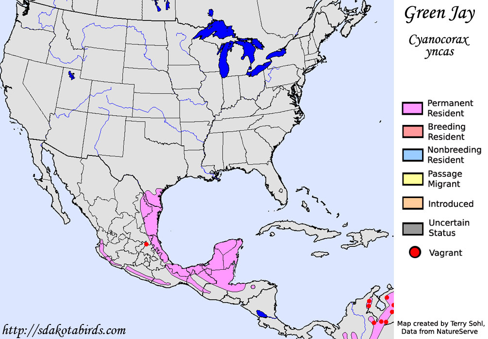 Green Jay - North American Range Map