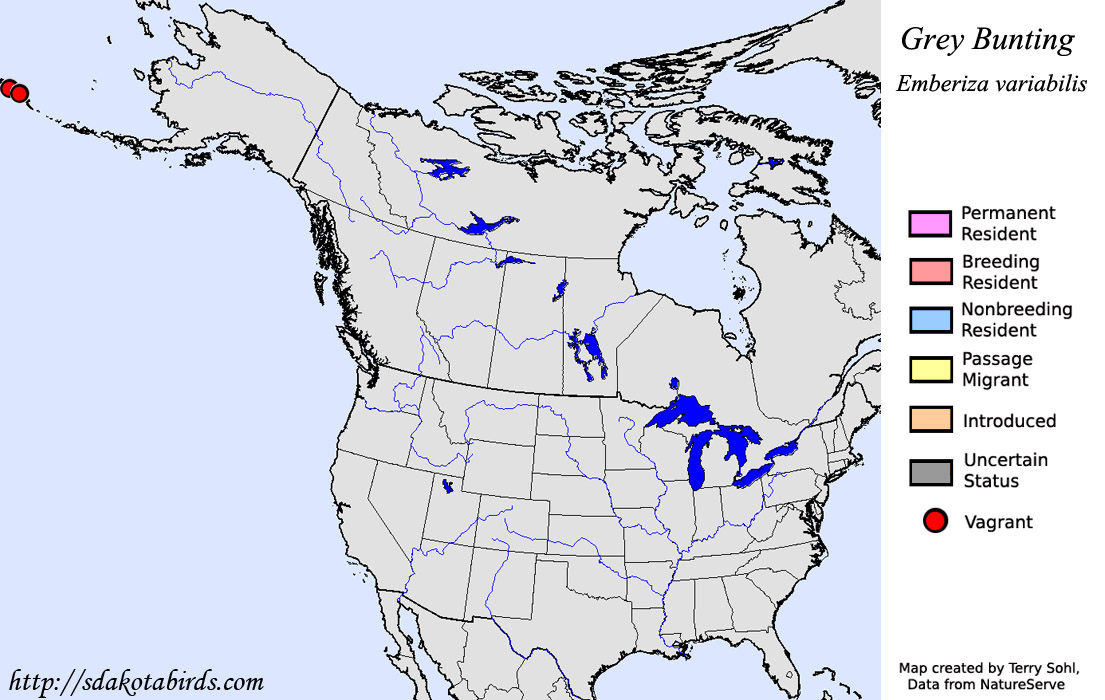 Gray Bunting - North American range Map