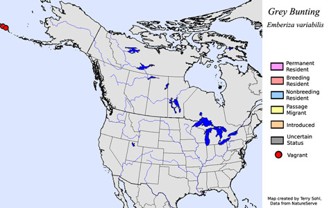 Grey Bunting - Range Map