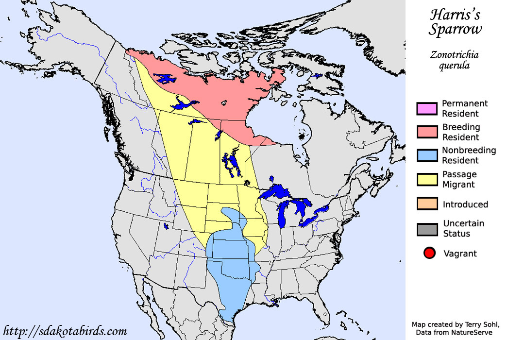 Harris's Sparrow - North American Range Map