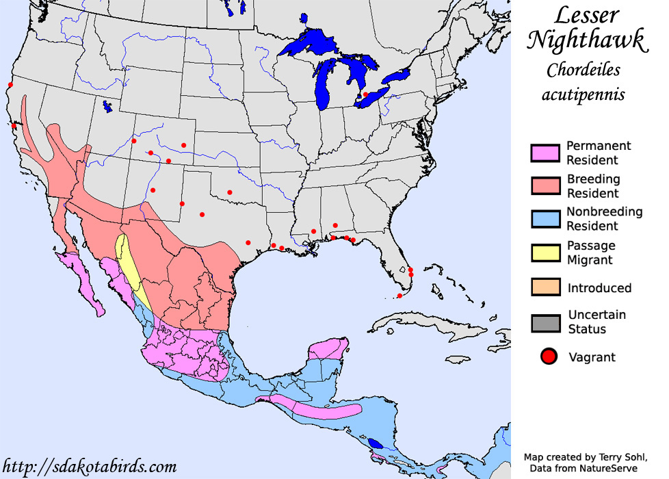 Lesser Nighthawk - North American Range Map