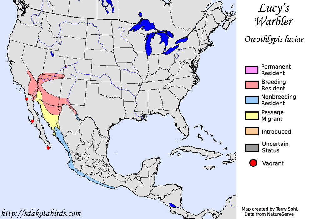 Lucy's Warbler - North American Range Map