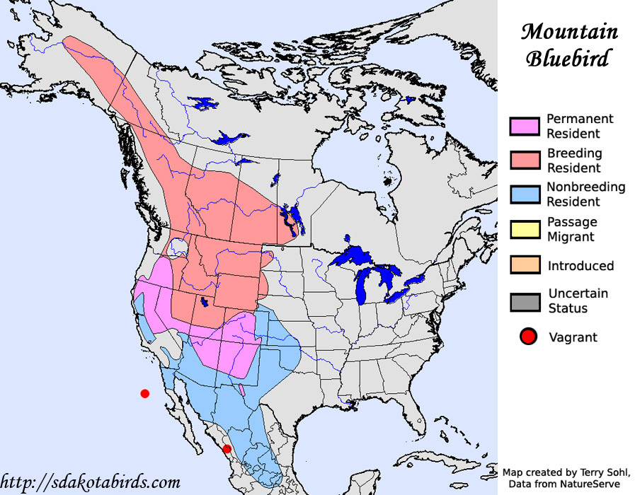 Mountain Bluebird - Species Range Map