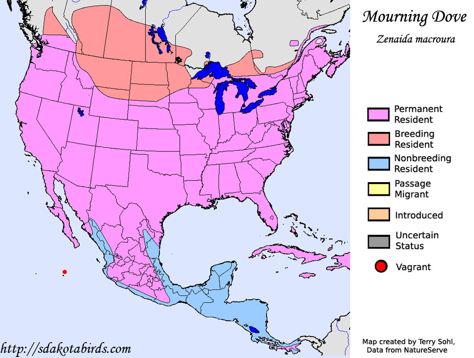 Mourning Dove Species Range Map