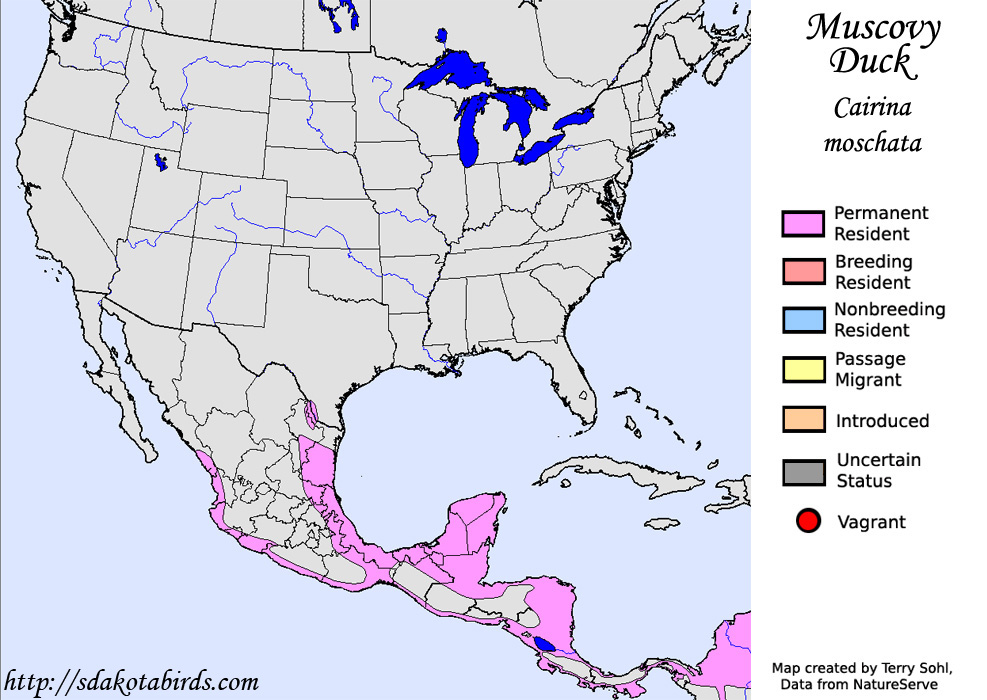 Muscovy Duck - North American Range Map