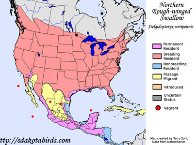 Northern Rough-winged Swallow - Range Map