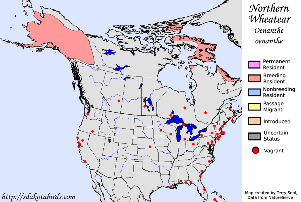 Northern Wheater - North American Range Map