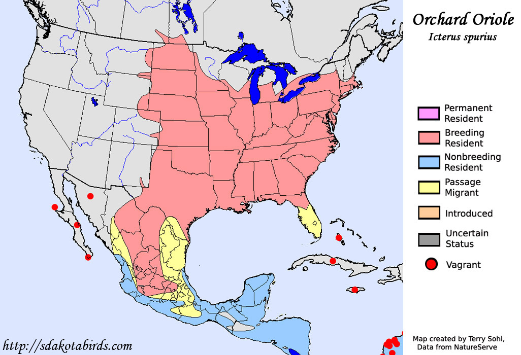 Orchard Oriole Species Range Map