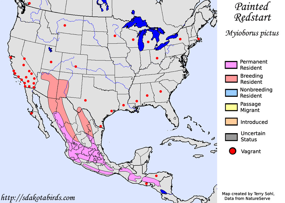 Painted Redstart - North American Range Map