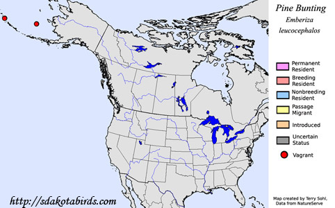 Pine Bunting - Range Map