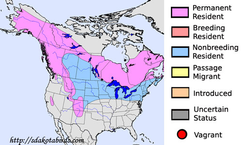 Pine Grosbeak - Species Range Map