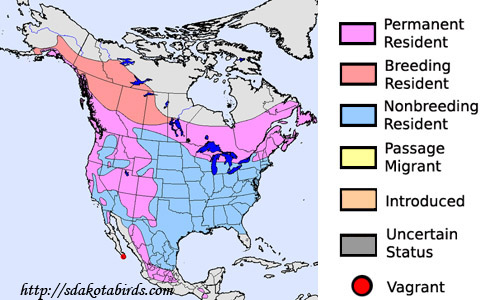 Pine Siskin - Species Range Map