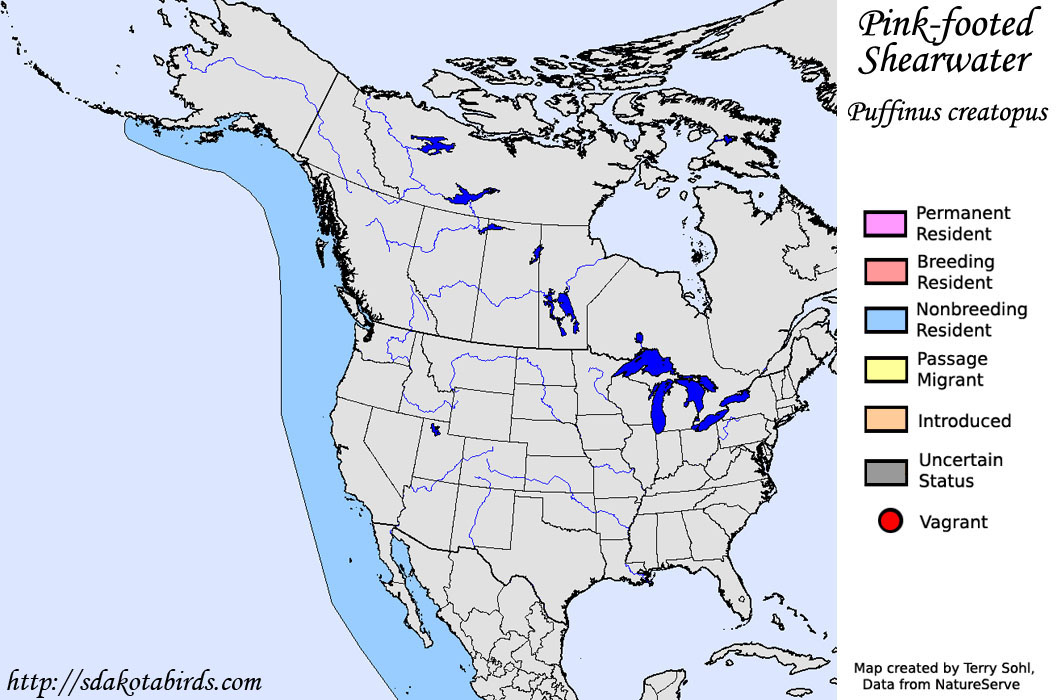 Pink-footed Shearwater - North American Range Map