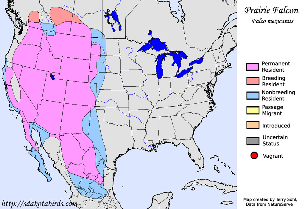 Prairie Falcon - Range Map