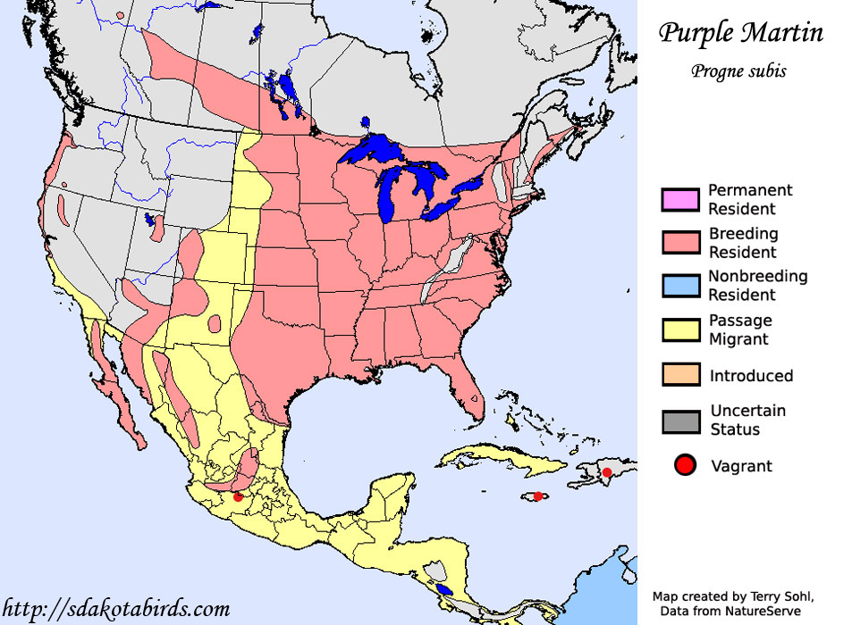 Purple Martin Map Big 
