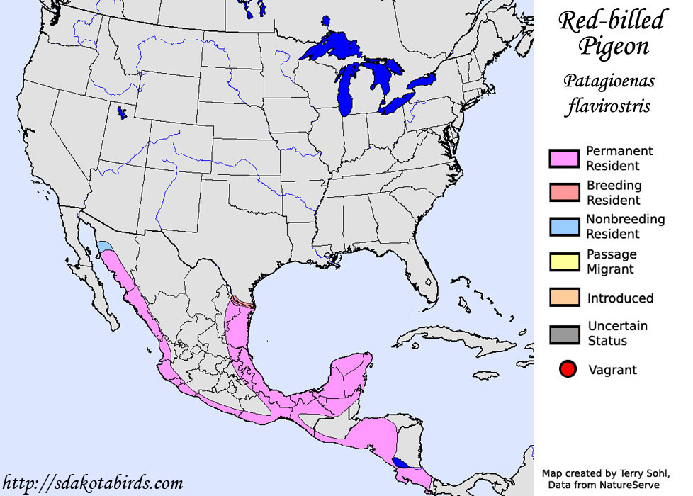 Red-billed Pigeon - North American Range Map