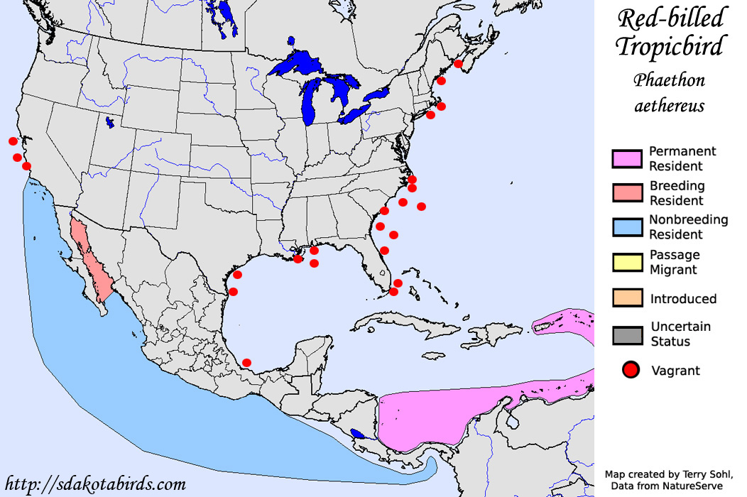 Red-billed Tropicbird - North American Range Map