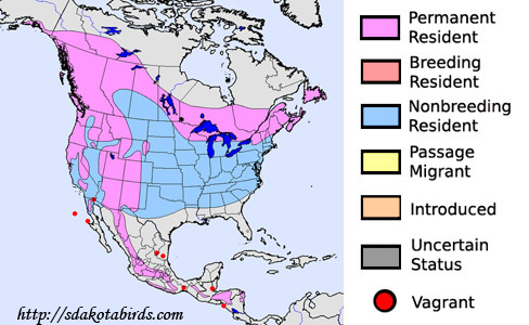 Red Crossbill - Species Range Map