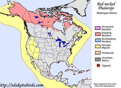 Red-necked Phalarope - Range Map