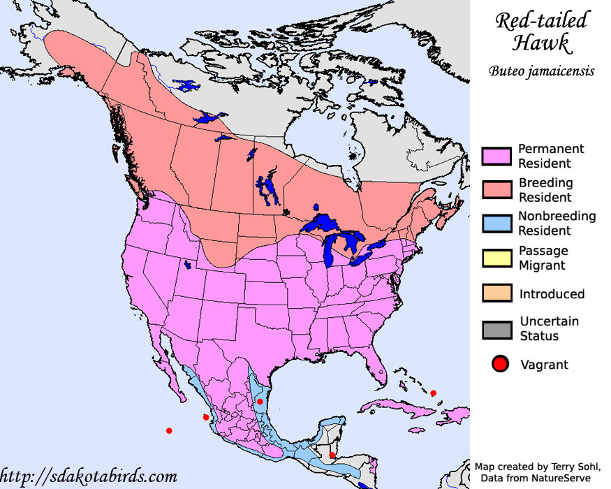 Red-tailed Hawk - Range Map