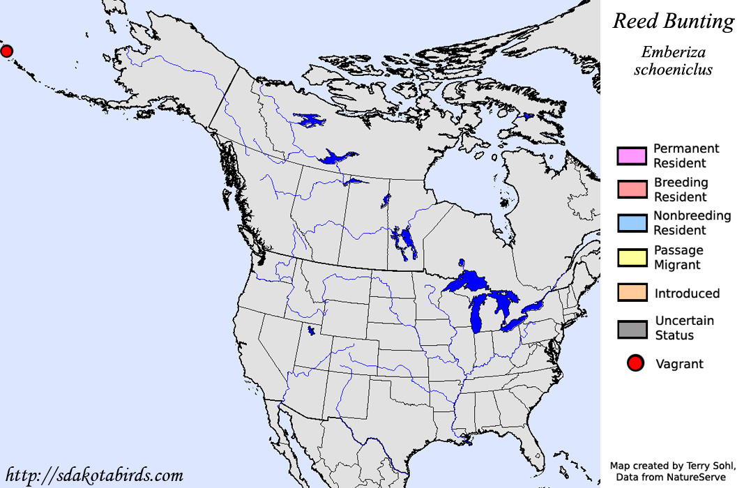 Reed Bunting - North American Range Map