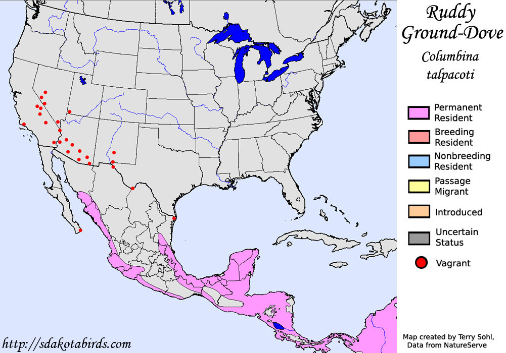 Ruddy Ground-Dove - North American Range Map
