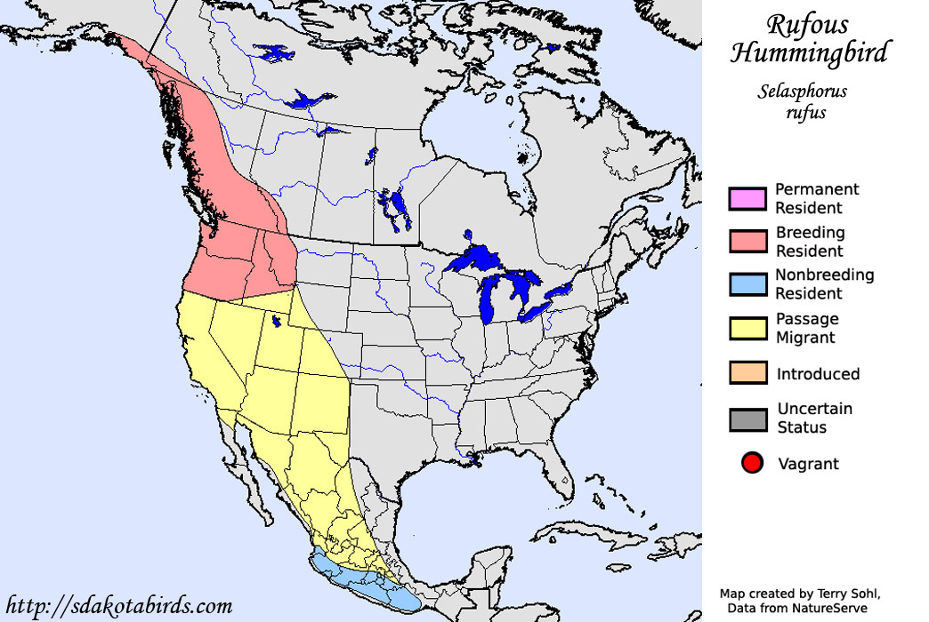 Rufous Hummingbird - Selasphorus rufus - Range Map