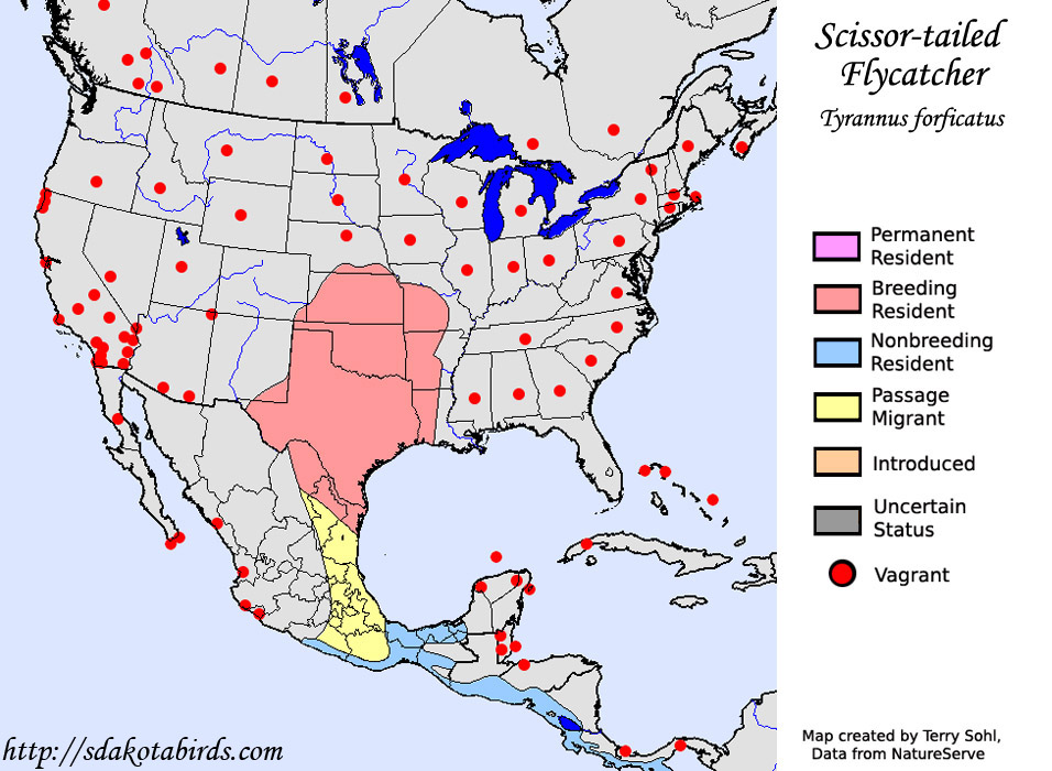 Scissor-tailed Flycatcher - Range Map