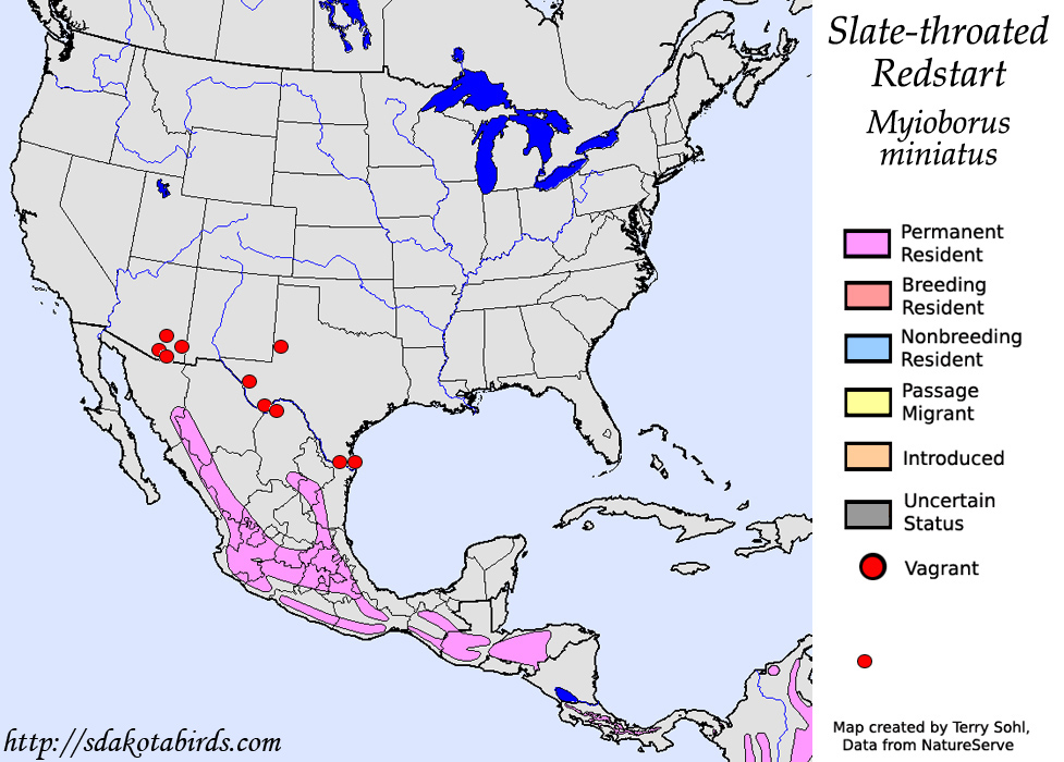 Slate-throated Redstart - North American Range Map