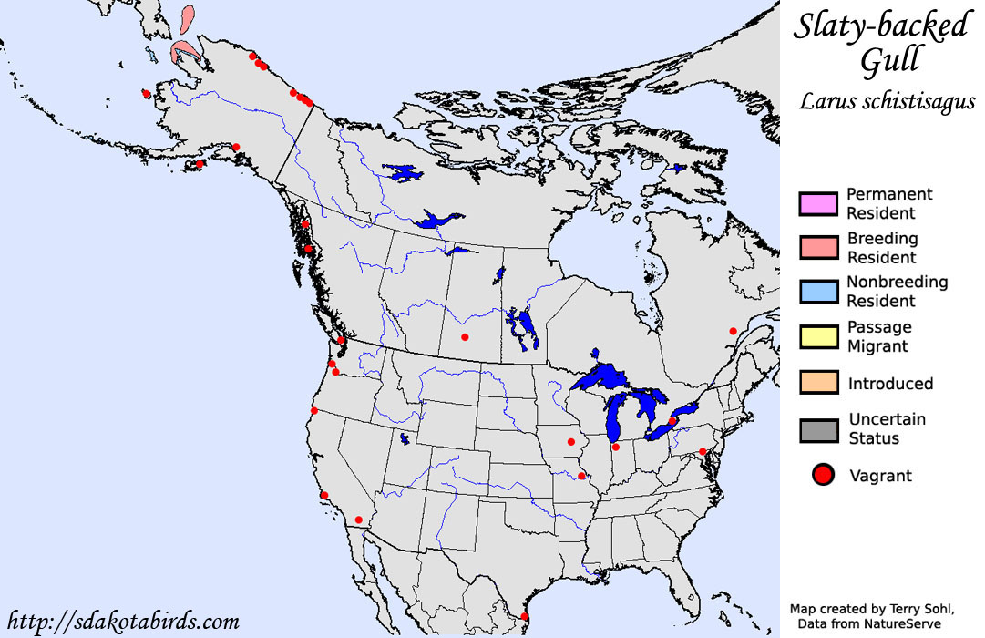 Slaty-backed Gull - North American Range Map