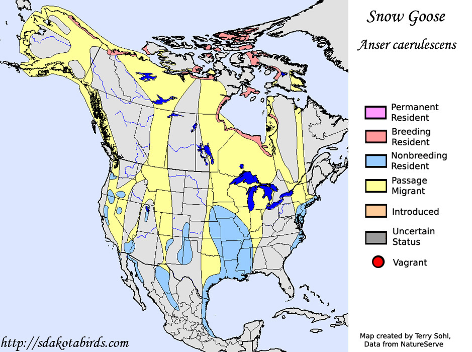 Snow Goose Species Range Map