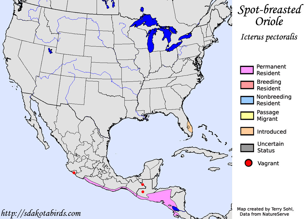 Spot-breasted Oriole - North American Range Map