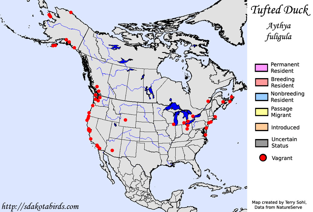 Tufted Duck - North American Range Map