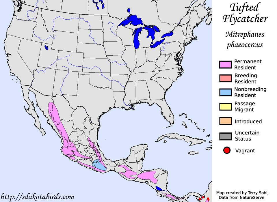 Tufted Flycatcher - North American Range Map