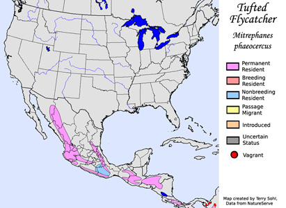 Tufted Flycatcher - Range Map